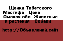 Щенки Тибетского Мастифа › Цена ­ 50 000 - Омская обл. Животные и растения » Собаки   